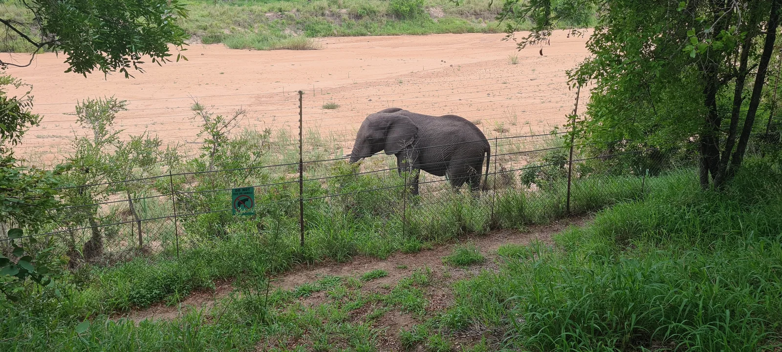 A wild elephant bull at a boundary game fence on the edge of the Greater Kruger, farmland beyond