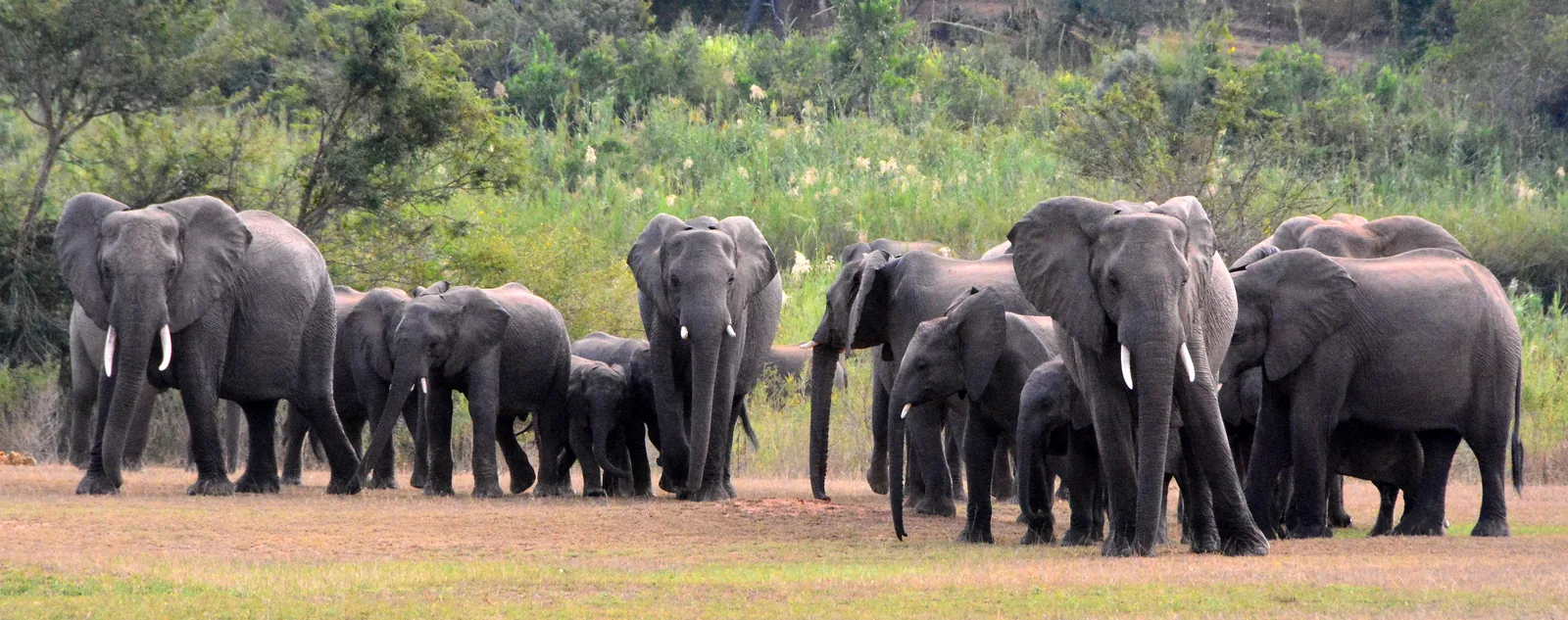 A wild elephant herd in the bushveld of the Greater Kruger