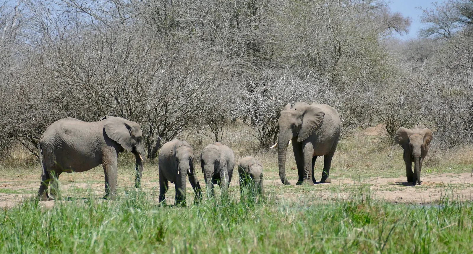 A herd of elephants approaching a waterhole south of Tshokwane, Kruger National Park
