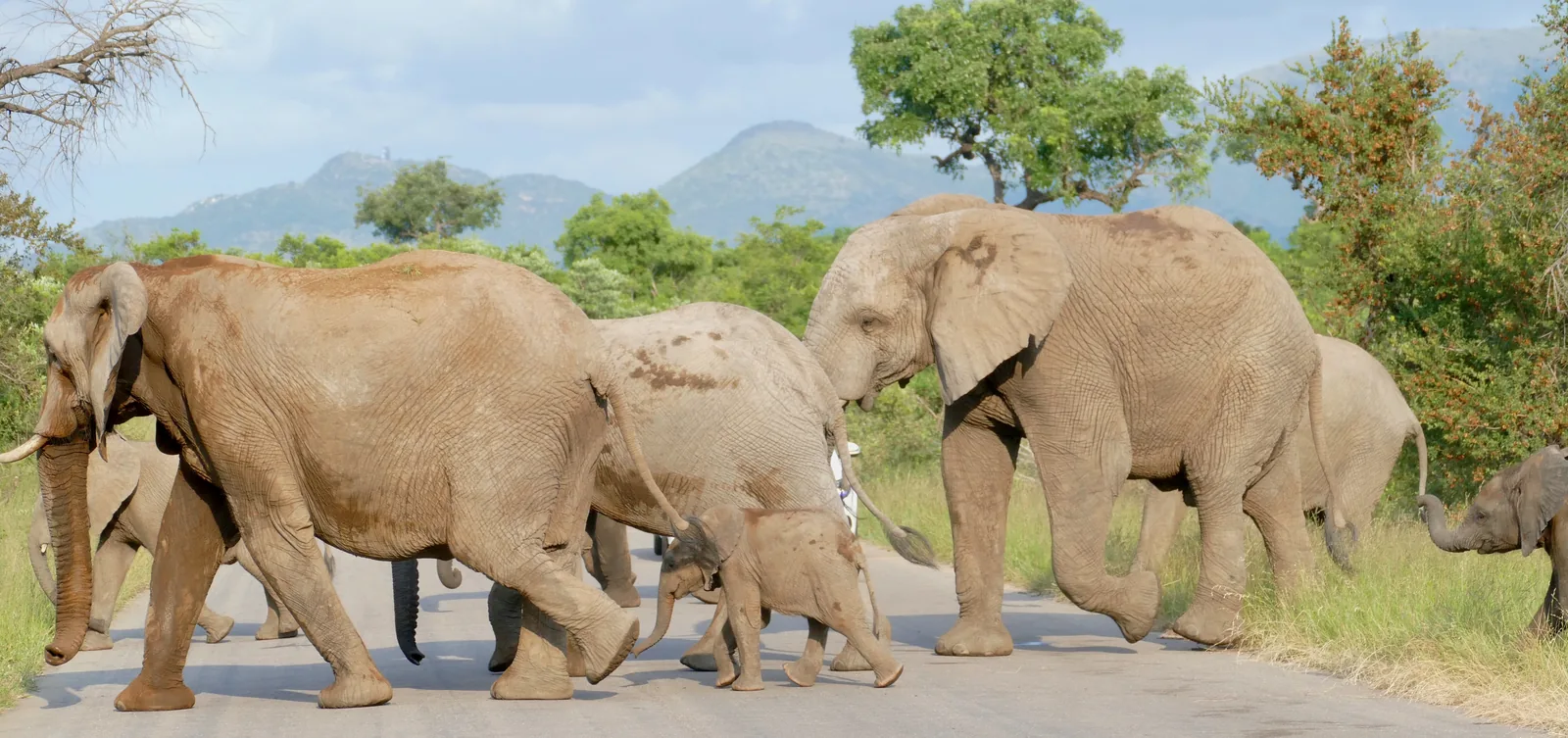 An elephant herd with calves crossing a road in the Greater Kruger