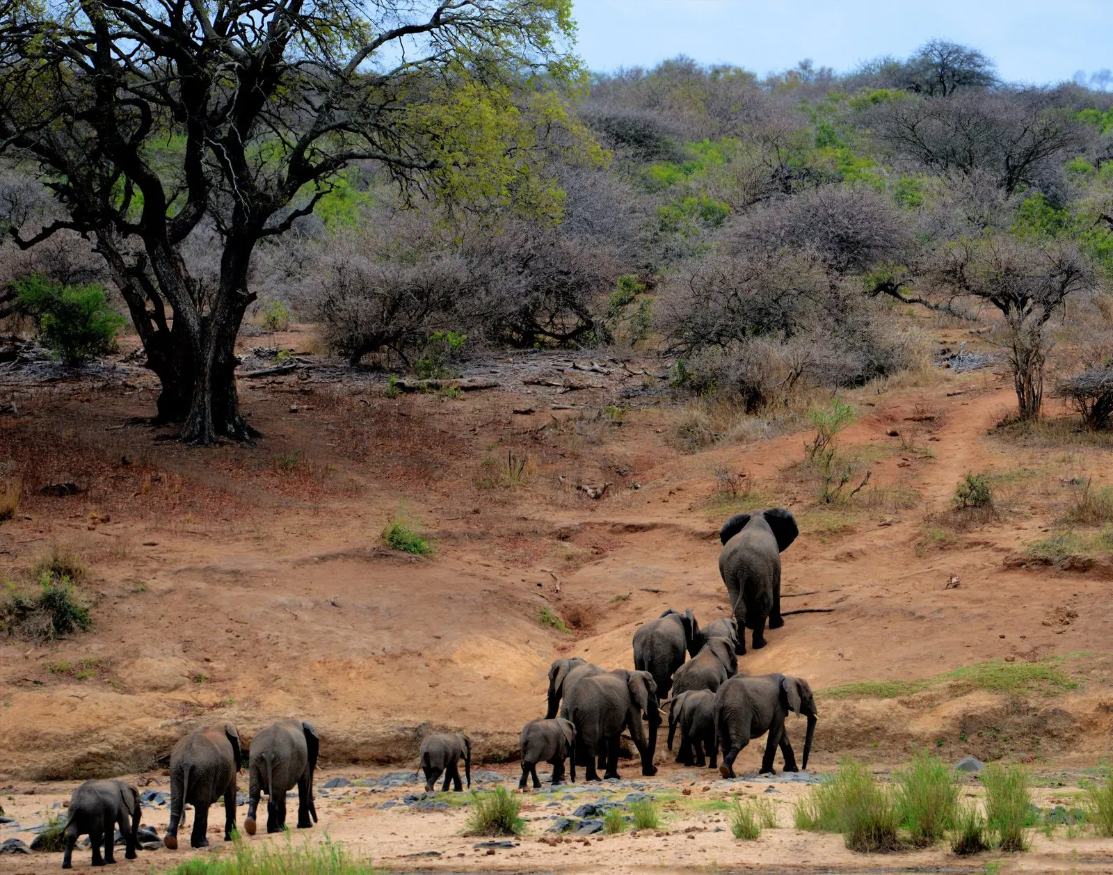 An elephant herd crossing the Kruger landscape, the heart of the tourism experience