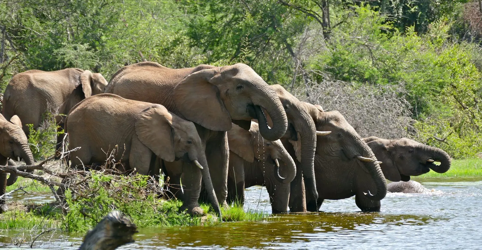 Elephants drinking at Lake Panic near Skukuza, Kruger National Park