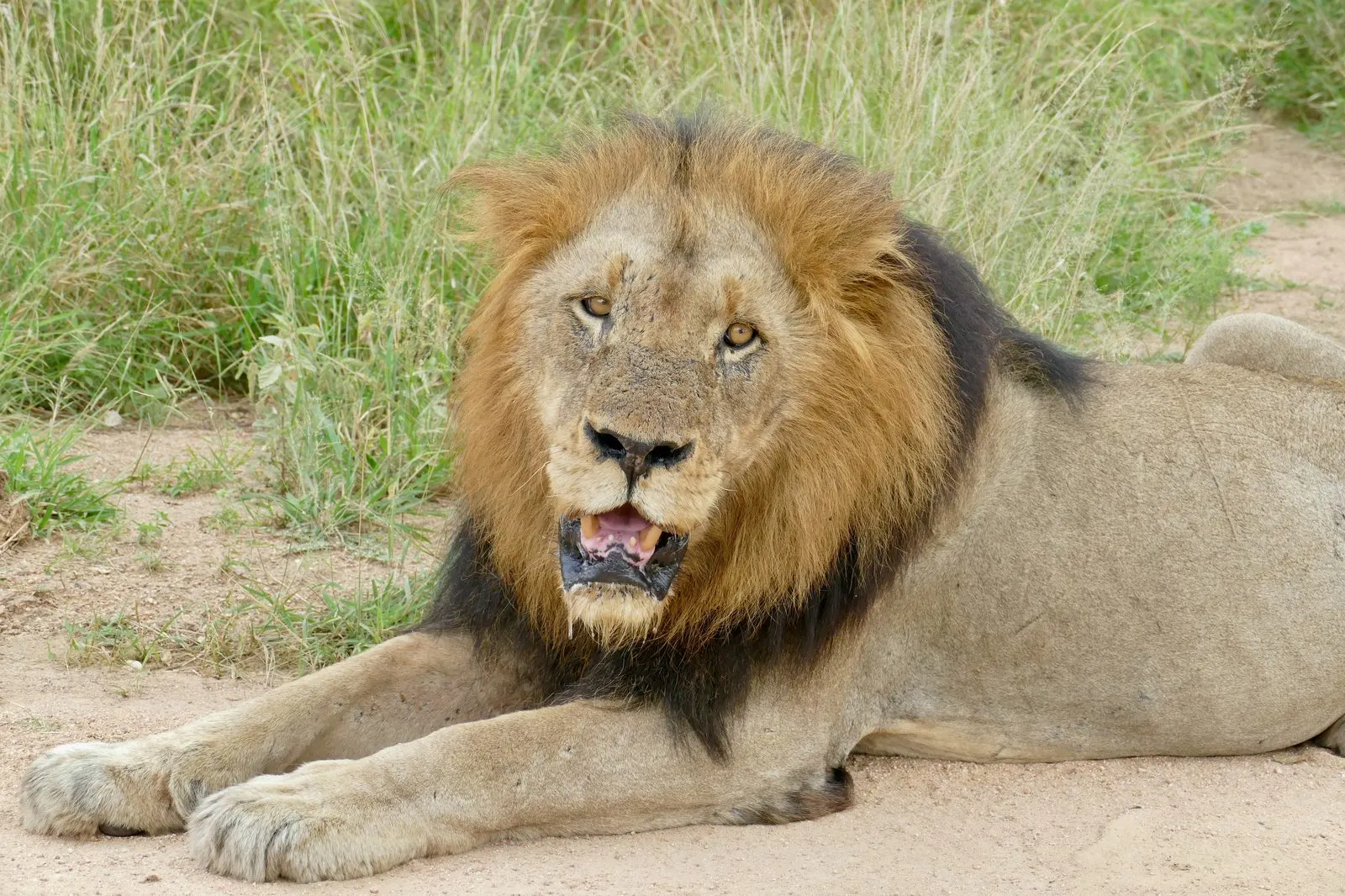 A male lion in the Greater Kruger near Skukuza