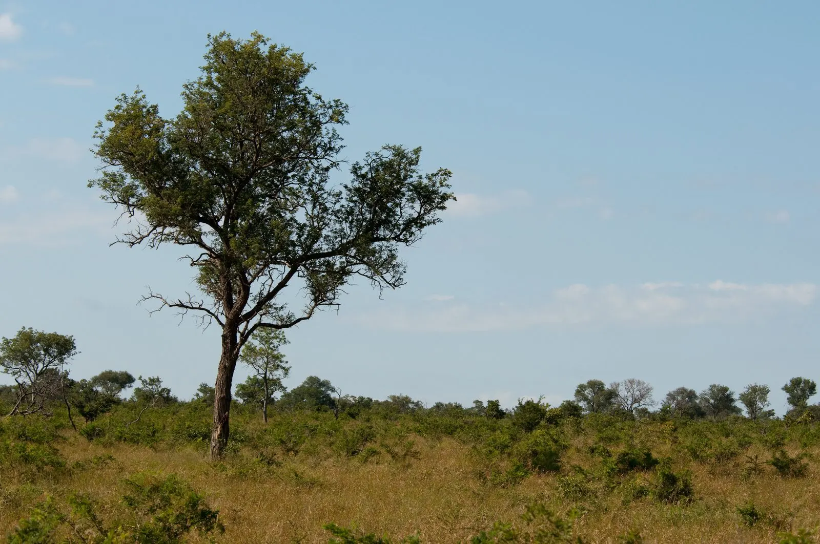 Knobthorn savanna in the Greater Kruger lowveld
