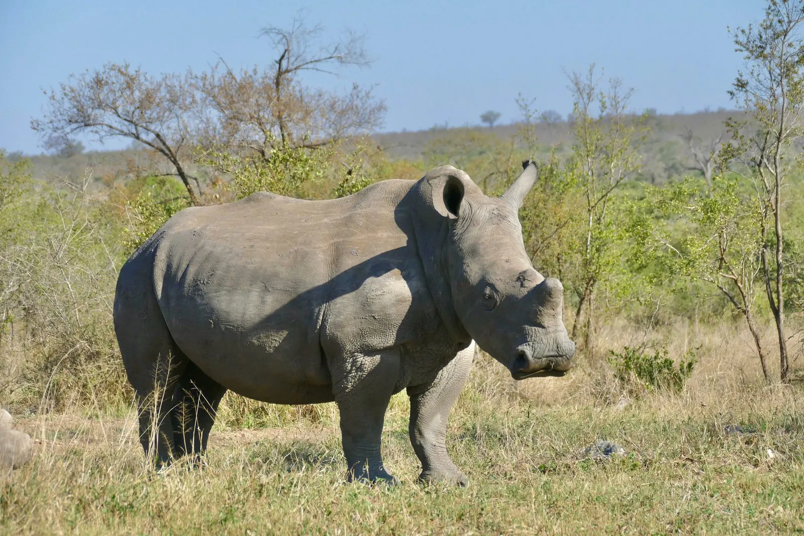 A white rhino in Kruger National Park