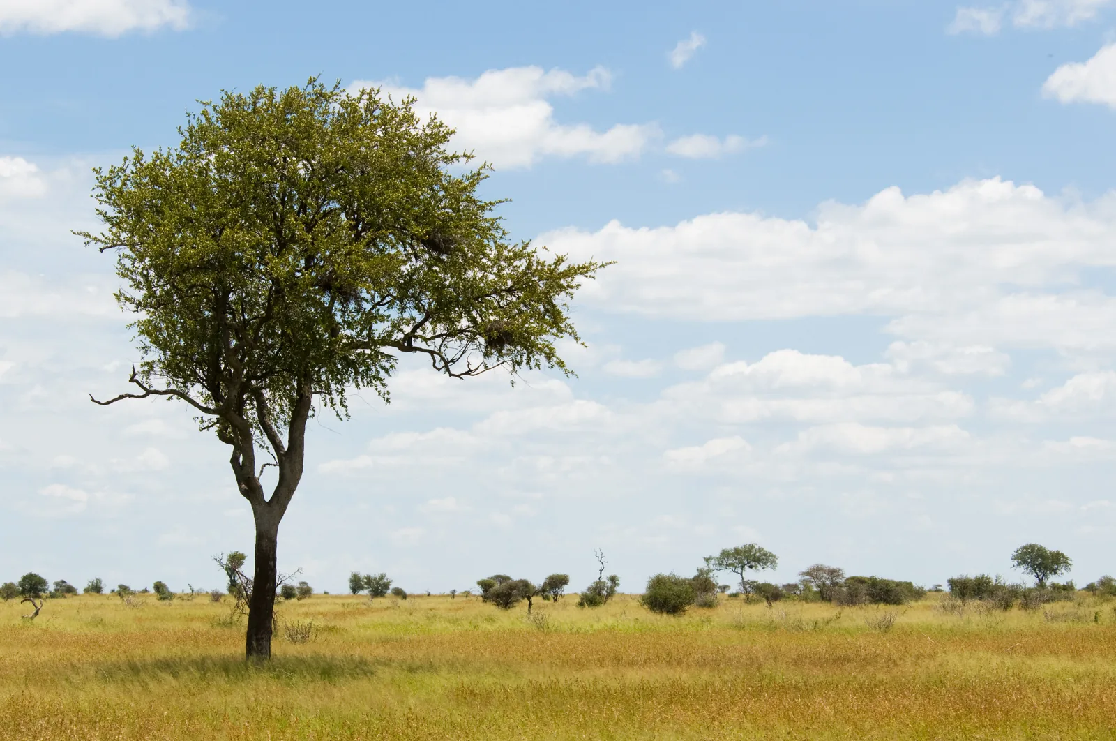 Open savanna landscape in the Greater Kruger